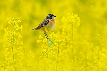 Male Whinchat (Saxicola rubetra) perched on Oil seed rape (Brassica napus) in a field, Vosges, France, April