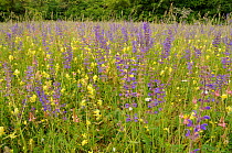 Flower meadow of Meadow clary (Salvia pratensis), Yellow rattle (Rhinantus minor) and Sainfoin (Onobrychis viciifolia) Vosges, France, May