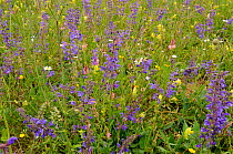 Flower meadow with Meadow clary (Salvia pratensis), Yellow rattle (Rhinantus minor) and Sainfoin (Onobrychis viciifolia) Vosges, France, May