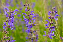 Meadow clary (Salvia pratensis) in flower, Vosges, France, May