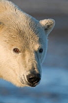 Polar bear (Ursus maritimus) profile of a 3 year old along Bernard Spit, Arctic National Wildlife Refuge, Alaska, USA, September