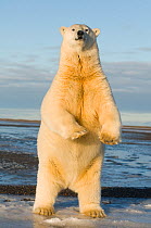 Polar bear (Ursus maritimus) curious 3 year old stands up on Bernard Spit as it waits for the freeze up, Arctic National Wildlife Refuge, Alaska, USA, September