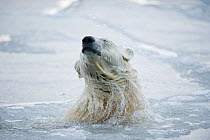 Polar bear (Ursus maritimus) adult shakes water from its head, 1002 Area of the Arctic National Wildlife Refuge, Alaska, USA, OCtober