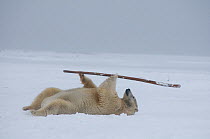 Polar bear (Ursus maritimus) young bear plays with a stick on newly formed pack ice along the arctic coast, 1002 Area of the Arctic National Wildlife Refuge, Alaska, USA, October