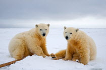 Polar bear (Ursus maritimus) pair of spring cubs play on newly formed pack ice along the 1002 coastal area of the Arctic National Wildlife Refuge, Alaska, Beaufort Sea, USA, October