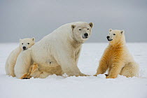 Polar bear (Ursus maritimus) broken legged sow with pair of spring cubs rest on newly formed pack ice along the arctic coast, 1002 area of the Arctic National Wildlife Refuge, Alaska, Beaufort Sea, US...
