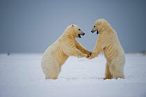 Polar bear (Ursus maritimus) pair of spring cubs play on newly formed pack ice along the arctic coast in autum, 1002 area of the Arctic National Wildlife Refuge, Alaska, Beaufort Sea, USA, sequence 1/...