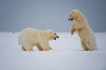 Polar bear (Ursus maritimus) pair of spring cubs play on newly formed pack ice along the arctic coast in autum, 1002 area of the Arctic National Wildlife Refuge, Alaska, Beaufort Sea, USA, sequence 2/...