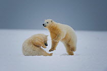 Polar bear (Ursus maritimus) pair of spring cubs play on newly formed pack ice along the arctic coast in autum, 1002 area of the Arctic National Wildlife Refuge, Alaska, Beaufort Sea, USA, sequence 3/...