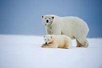Polar bear (Ursus maritimus) broken legged sow and spring cub rest on newly formed pack ice along the arctic coast in autumn, 1002 area of the Arctic National Wildlife Refuge, Alaska, Beaufort Sea, US...