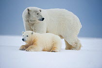 Polar bear (Ursus maritimus) broken legged sow and spring cub rest on newly formed pack ice along the arctic coast in autumn, 1002 area of the Arctic National Wildlife Refuge, Alaska, Beaufort Sea, US...