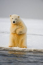 Polar bear (Ursus maritimus) curious cub sits up on its hind legs and tries to balance itself, along Bernard Spit in autumn, 1002 area of the Arctic National Wildlife Refuge, Alaska, USA, October