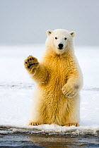 Polar bear (Ursus maritimus) curious cub sits up on its hind legs,  paw raised,  and tries to balance itself, along Bernard Spit in autumn, 1002 area of the Arctic National Wildlife Refuge, Alaska, US...