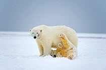 Polar bear (Ursus maritimus) sow with playful spring cub on newly formed pack ice along the arctic coast in autumn, 1002 area of the Arctic National Wildlife Refuge, Alaska, Beaufort Sea, USA, October