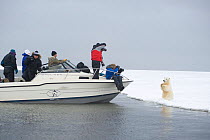 Photographers shoot a curious Polar bear cub (Ursus maritimus) from a boat off shore from Bernard Spit, Alaska, Beaufort Sea, USA, October 2010