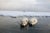 Polar bear (Ursus maritimus) pair of curious spring cubs wade in shallow waters off newly formed pack ice, mother rests behind on ice, Bernard Spit, Alaska, USA, October