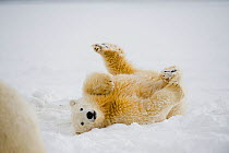 Polar bear (Ursus maritimus) spring cub playfully rolls around on newly formed pack ice, off the 1002 coastal area of the Arctic National Wildlife Refuge, Alaska, Beaufort Sea, USA, October