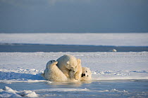 Polar bear (Ursus maritimus) pair of spring cubs playfully roll around on newly formed pack ice, off the 1002 coastal area of the Arctic National Wildlife Refuge, Alaska, Beaufort Sea, USA, October