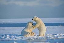 Polar bear (Ursus maritimus) pair of spring cubs play fighting on newly formed pack ice, off the 1002 coastal area of the Arctic National Wildlife Refuge, Alaska, Beaufort Sea, USA, October