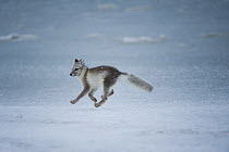 Arctic fox (Alopex lagopus) running profile, its coat changing from summer grey to winter white, 1002 area of the Arctic National Wildlife Refuge, Alaska, USA, October