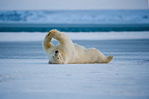 Polar bear (Ursus maritimus) sow rolls around and stretches on newly formed pack ice along the arctic coast, 1002 area of the Arctic National Wildlife Refuge, Alaska, USA, October