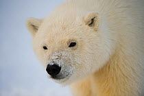 Polar bear (Ursus maritimus) profile of a 2nd year cub along Bernard Spit, off the 1002 area of the Arctic National Wildlife Refuge, Alaska, USA, October