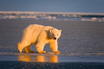Polar bear (Ursus maritimus) profile of a spring cub on newly formed pack ice, off Barter Island and the 1002 area of the Arctic National Wildlife Refuge, Alaska, USA, October