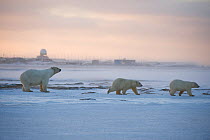 Polar bear (Ursus maritimus) sow with two spring cubs travel outside the arctic village of Kaktovik, Bernard Spit, off the 1002 area of the Arctic National Wildlife Refuge, Alaska, USA, October 2010