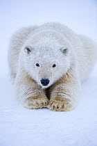 Polar bear (Ursus maritimus) spring cub resting on newly formed pack ice, off the 1002 area of the Arctic National Wildlife Refuge, Alaska, USA, October