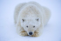 Polar bear (Ursus maritimus) spring cub resting on newly formed pack ice, off the 1002 area of the Arctic National Wildlife Refuge, Alaska, USA, October