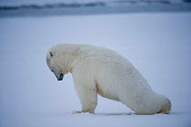 Polar bear (Ursus maritimus) sow stretches as she gets up from newly formed pack ice along the arctic coast, 1002 area of the Arctic National Wildlife Refuge, Alaska, USA, October