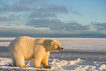 Polar bear (Ursus maritimus) female standing along Bernard Spit and off the 1002 coastal area of the Arctic National Wildlife Refuge, Alaska, Beaufort Sea, USA, October