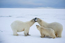 Polar bear (Ursus maritimus) pair of sows, one with a spring cub, greet one another on newly formed pack ice along the arctic coast in autumn, 1002 area of the Arctic National Wildlife Refuge, Alaska,...