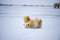 Polar bear (Ursus maritimus) spring cub playfully rolls around on newly formed pack ice, off the 1002 coastal area of the Arctic National Wildlife Refuge, Alaska, Beaufort Sea, USA, October