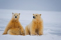 Polar bear (Ursus maritimus) pair of spring cubs sitting next to one another on newly formed pack ice, off the 1002 coastal area of the Arctic National Wildlife Refuge, Alaska, Beaufort Sea, USA, Octo...