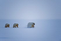 Polar bear (Ursus maritimus) sow with spring cubs travel across newly formed pack ice during fall freeze up, off the 1002 area of the Arctic National Wildlife Refuge, Alaska, USA, October