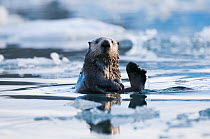 Sea otter (Enhydra lutris) grooms itself in icy waters off Columbia Glacier in Prince William Sound, Chugach National Forest, Alaska, USA, May