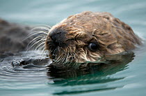 Sea otter (Enhydra lutris) close up in waters off Columbia Glacier in Prince William Sound, Chugach National Forest, Alaska, USA, May