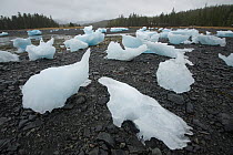 Chunks of Columbia Glacier, one of the fastest moving glaciers in the world, retreating since the early 1980s, litter the shore in Chugach National Forest, Prince William Sound, Alaska, USA. The Colum...
