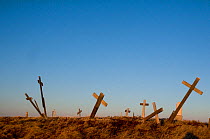 Crosses, marking grave sites at a cemetery in the Inupiaq village of Point Lay, slump from melting permafrost, along the arctic coast of Alaska, USA, June 2011