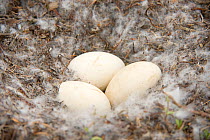 Snow goose (Chen caerulescens) eggs in a down feather nest along Kasegaluk lagoon, outside the arctic village of Point Lay, Alaska, USA, June