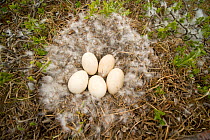 Snow goose (Chen caerulescens) eggs in a down feather nest along Kasegaluk lagoon, outside the arctic village of Point Lay, Alaska, USA, June