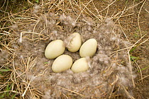 Eider (Somateria mollissima) eggs in a down feather nest on muddy tundra, found along Kasegaluk lagoon and outside the arctic village of Point Lay, Alaska, USA, June