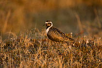 American golden plover (Pluvialis dominica) on the tundra, found along Kasegaluk lagoon and outside the arctic village of Point Lay, Alaska, USA, June