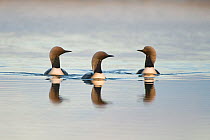 Black-throated diver / Arctic loons (Gavia arctica) adults swimming on Kasegaluk lagoon, outside the arctic village of Point Lay, Alaska, USA, June