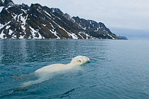 Polar bear (Ursus maritimus) adult swims in waters along Spitsbergen and the northwestern coast of the Svalbard Archipelago, Norway, Greenland Sea, July