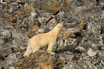 Polar bear (Ursus maritimus) adult scents the air as it travels the coast along Spitsbergen in search of food, northwestern coast of the Svalbard Archipelago, Norway, Greenland Sea, July