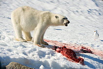 Polar bear (Ursus maritimus) adult feeds on the carcass of a Bearded seal (Erignathus barbatus) pup catch, Spitsbergen and the northwest coast of the Svalbard Archipelago, Norway, Greenland Sea, July