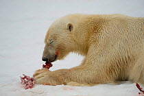Polar bear (Ursus maritimus) adult feeds on the carcass of a bearded seal pup (Erignathus barbatus) Spitsbergen and the northwest coast of the Svalbard Archipelago, Norway, Greenland Sea, July