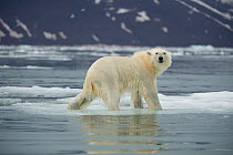 Polar bear (Ursus maritimus) adult on an ice floe along Spitsbergen and the northwest coast of the Svalbard Archipelago, Norway, Greenland Sea, July